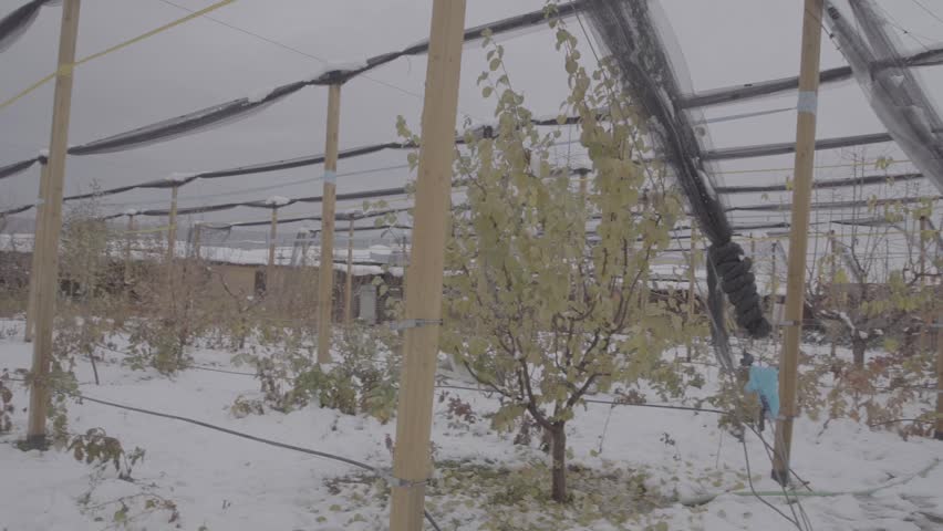 Snowy fruit orchard with yellow leaves clinging to bare apricot tree branches. The ground is covered in the first winter snow under a gray, overcast sky.