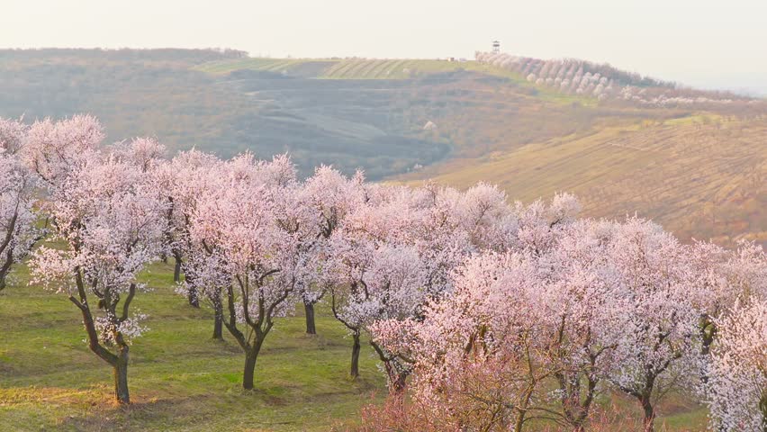 Smooth aerial flight over a blooming almond orchard in spring. Rows of flowering trees create a scenic landscape with soft light, long shadows and a peaceful natural atmosphere.