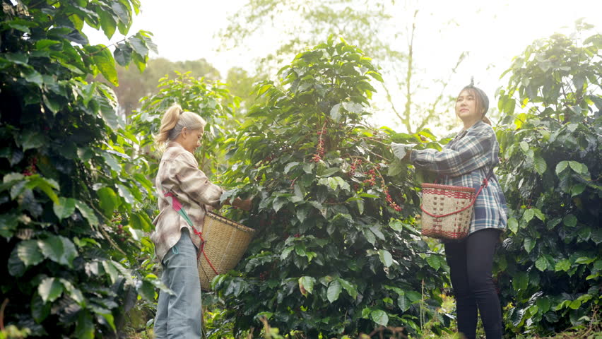 Asian woman coffee farmer picking organic ripe red cherry coffee beans at coffee plantation, food and drink production industry, cultivation harvesting and farming agriculture in tropical environment.