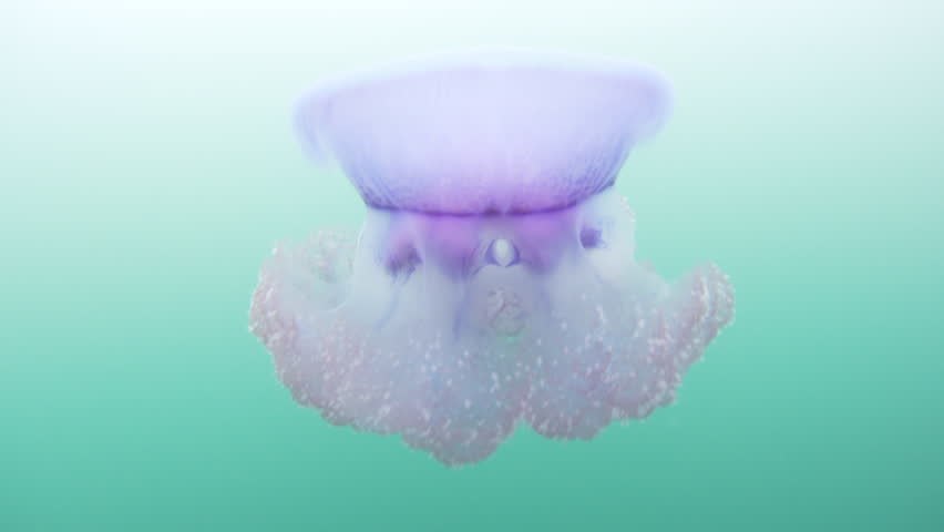 A Blue crown jellyfish, Cephea cephea, swims just under the surface of the Pacific Ocean in Fiji