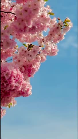 A vibrant cluster of pink blossoms (likely cherry or plum blossoms) against a clear, bright blue sky. The tree branch enters from the left, with the flowers appearing soft and densely packed.