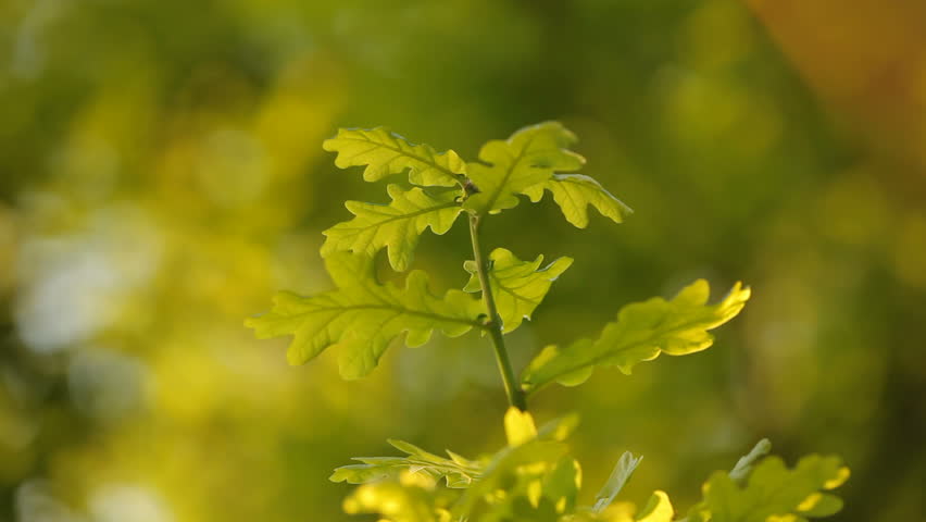 White Oak tree leaves