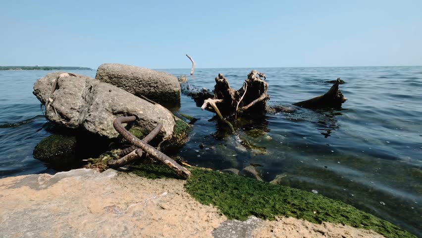 Rocky Shore and Fallen Tree at Leslie Spit Toronto Waterfront Landscape