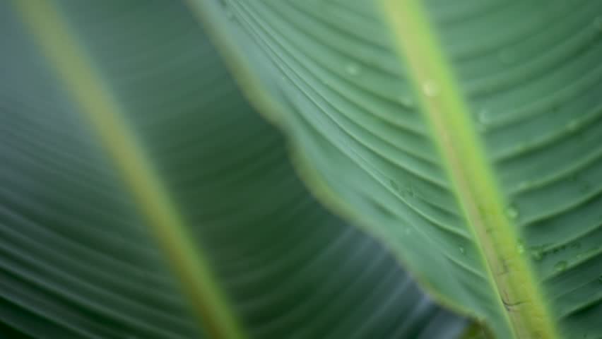 Fresh green banana leaf with water droplets after rain, natural abstract background and texture