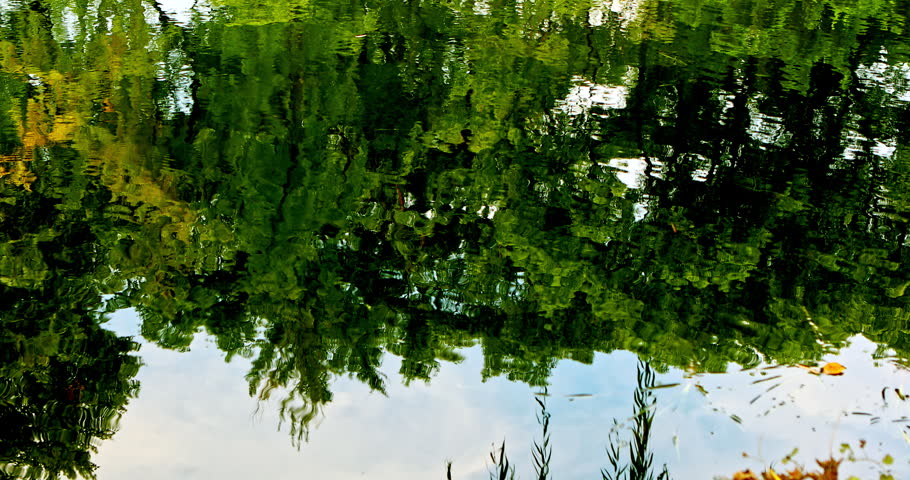 The shimmering reflections of vibrant green plants on the pond