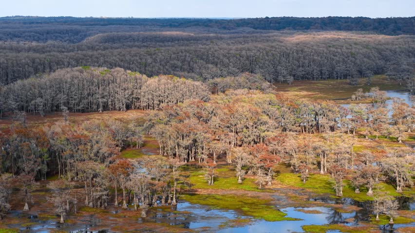 Aerial footage flying over a vast cypress swamp with autumn colors and lush green vegetation at Caddo lake.