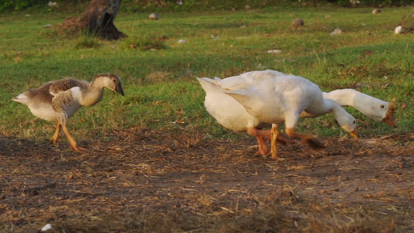 Domestic white geese walking and feeding on a green field in a countryside farm.