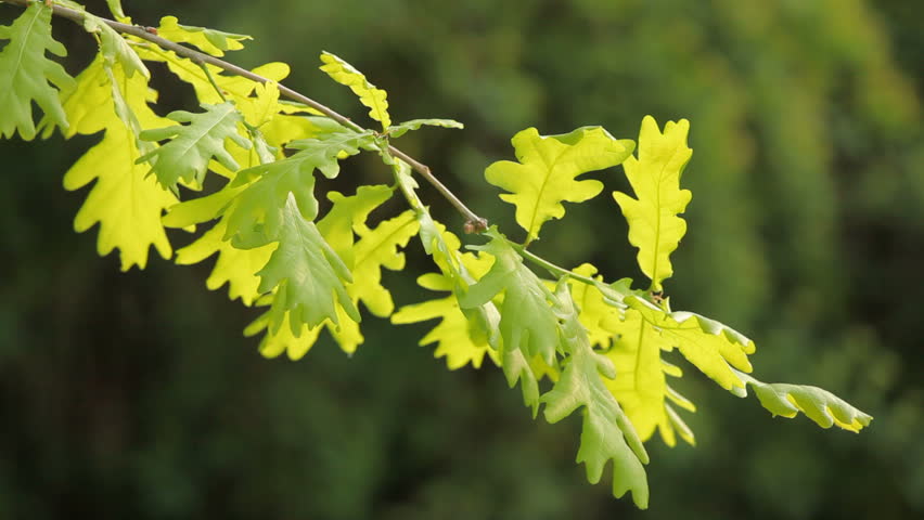 White Oak tree leaves