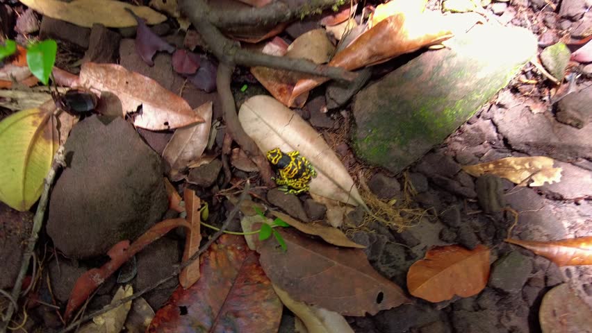 Tepuy poison dart frog or Canaima yellow-and-black poison dart frog (Adelphobates pinnatus), a highly venomous species, among dry leaves in Canaima, Venezuela