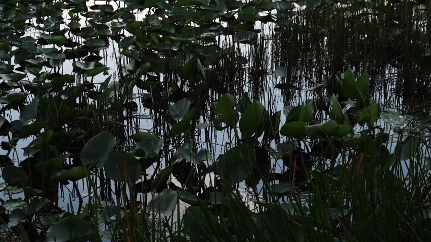A dark, atmospheric shot of a pond surface filled with green lily pads and vertical reeds. Reflections shimmer on the murky water during twilight, capturing a serene, wild wetland ecosystem.