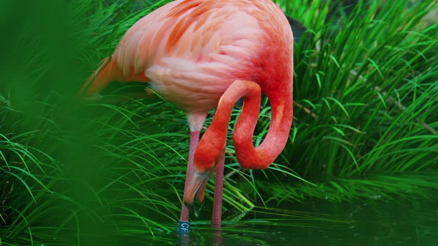 Pink flamingo dips head into murky water to feed amongst lush green reeds in shallow pond