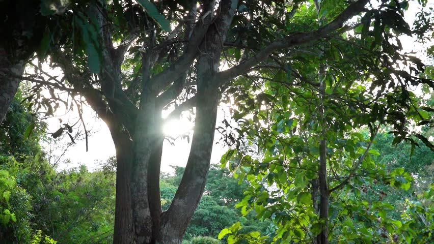 The morning light filters through the trees and mist.
