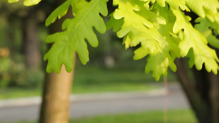 White Oak tree leaves