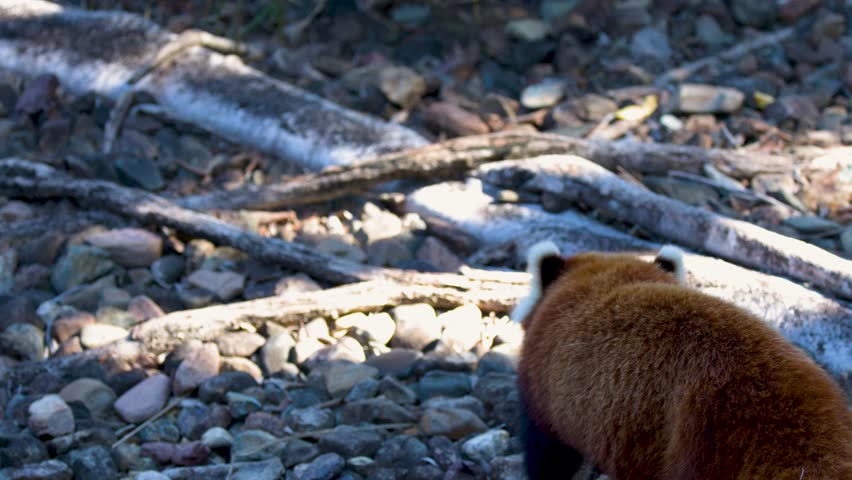 A red panda walks across rocky terrain and logs under bright natural sunlight in Beerwah
