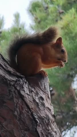Red squirrel sitting on tree branch eating nut