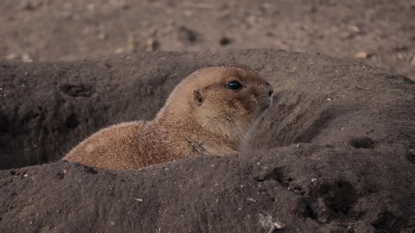 Prairie dog observes its surroundings from the entrance of its safe burrow