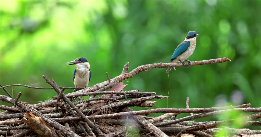 Collared kingfisher pair resting on pile of twigs against blurred green forest background. One white-collared kingfisher calling with open beak while other bird perches nearby. Natural avian behavior