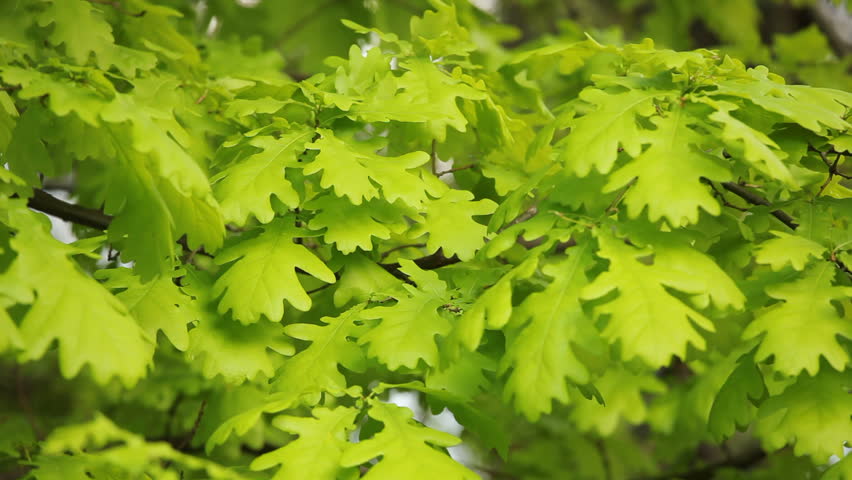 White Oak tree leaves