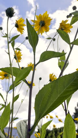Upward POV of Prairie Sunflowers in meadow against cloudy blue sky. Vertical