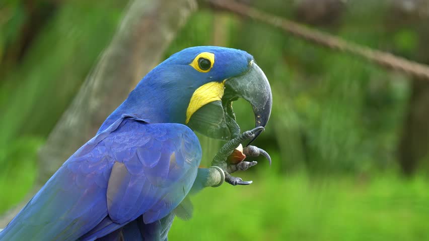 Close up shot of a Hyacinth macaw (Anodorhynchus hyacinthinus) grips a nut in its claw, cracks open the shell with its bill, and feeds on it.