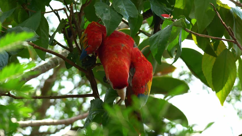 A Scarlet Macaw (Ara macao) feeds on green leaves under tree canopy, close up shot.