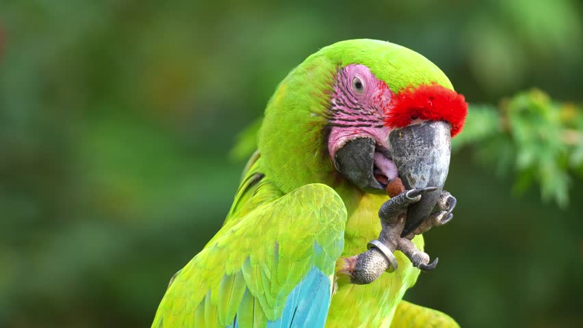 Close up shot of a Great Green Macaw (ara ambiguus) grips a nut in its claw, cracks open the shell with its bill, and feeds on it.