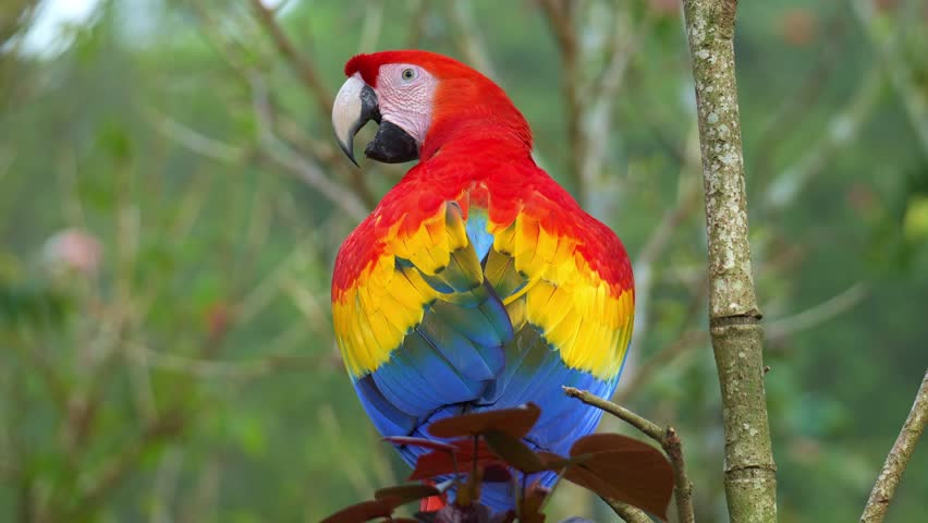A Scarlet Macaw (Ara macao) perches on a branch and looks around the surroundings, a close-up shot captures the vibrant colours of its feathers.