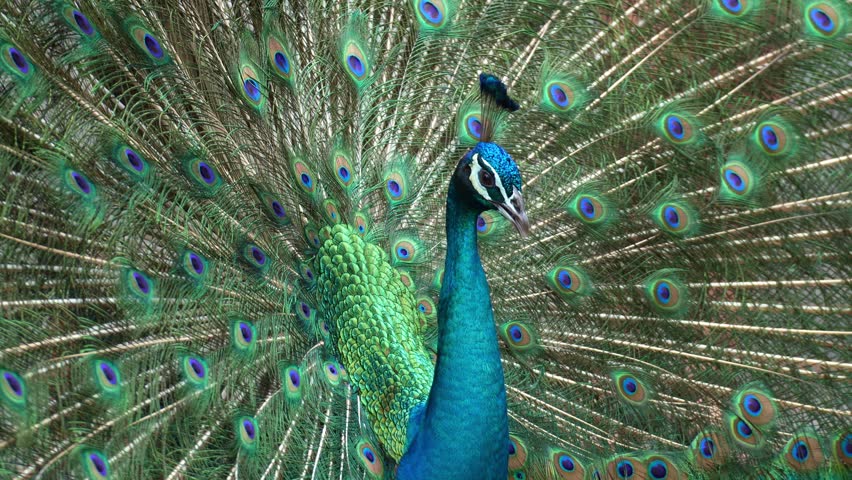 Close up shot of a majestic male Indian peafowl (Pavo cristatus) displays its vibrant, iridescent blue and green plumage, raises its tail into a fan to attract mates during mating season.