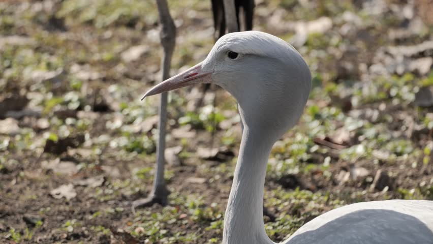 The blue crane (Grus paradisea) resting in the park