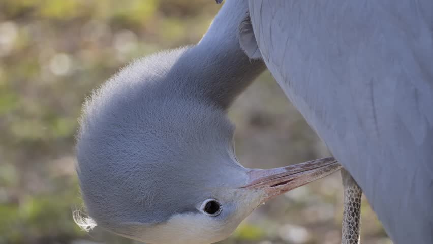 The blue crane (Grus paradisea) resting in the park