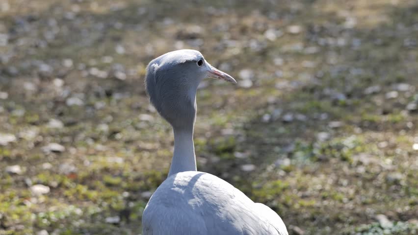 The blue crane (Grus paradisea) resting in the park