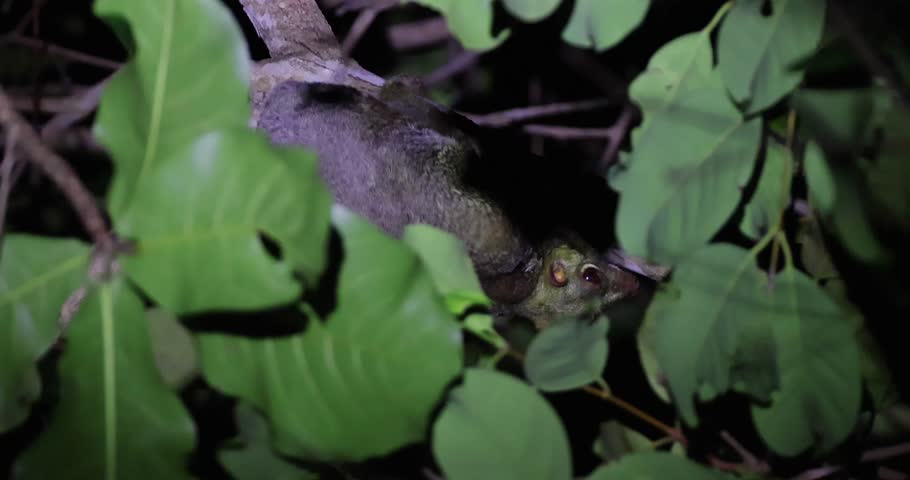 Sunda flying lemur clinging to tree branch in tropical rainforest at night. Wildlife conservation and nocturnal animal behavior study.