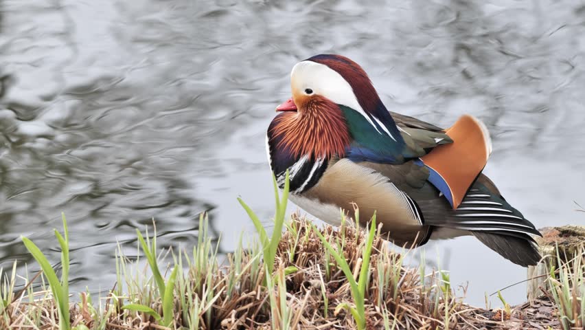 A Mandarin duck in a spring park in Europe.
