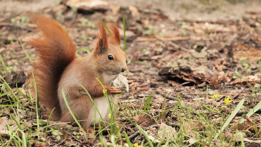 A red squirrel (Sciurus vulgaris) in a spring park.