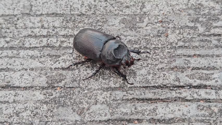A dung beetle is crawling on the concrete floor.