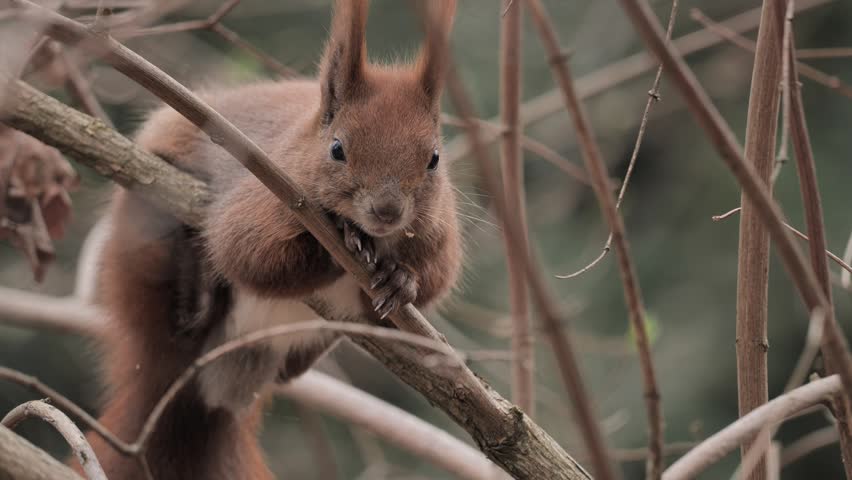 A red squirrel (Sciurus vulgaris) in a spring park.