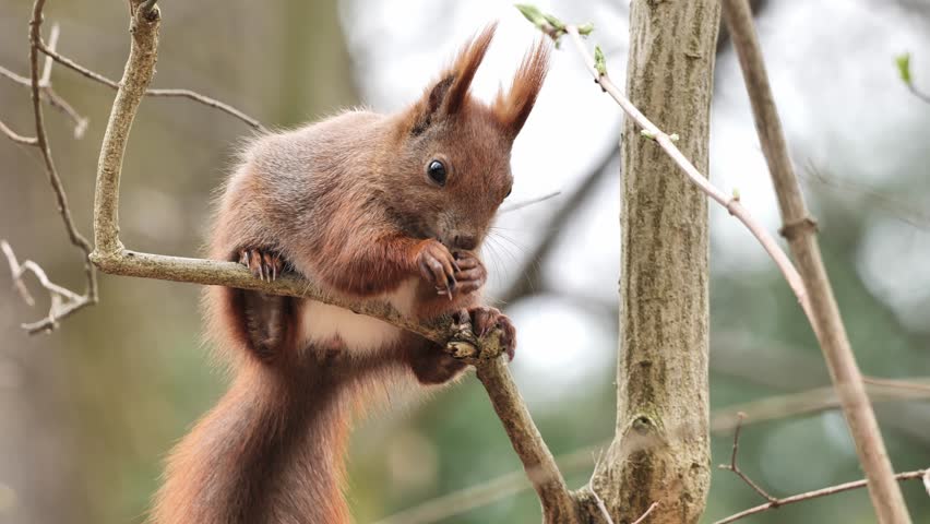 A red squirrel (Sciurus vulgaris) in a spring park.