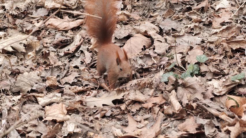 A red squirrel (Sciurus vulgaris) in a spring park.