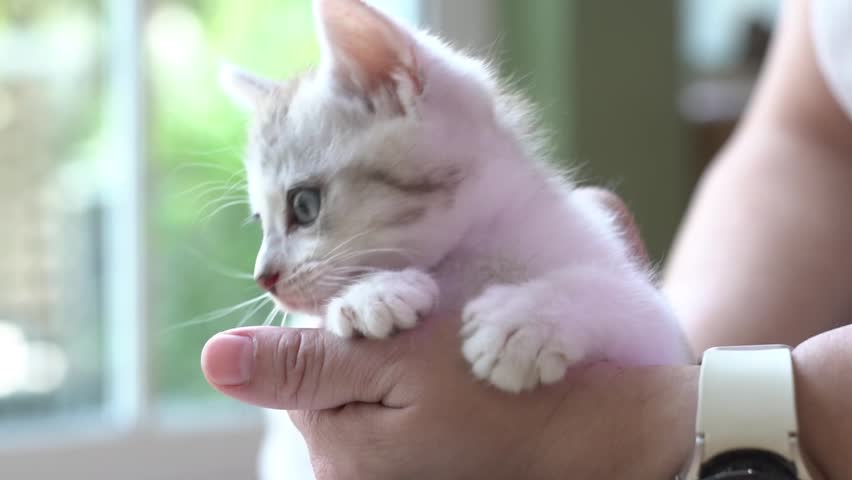 Female holding cute newborn tabby kitten lie on back on palm hand inside house