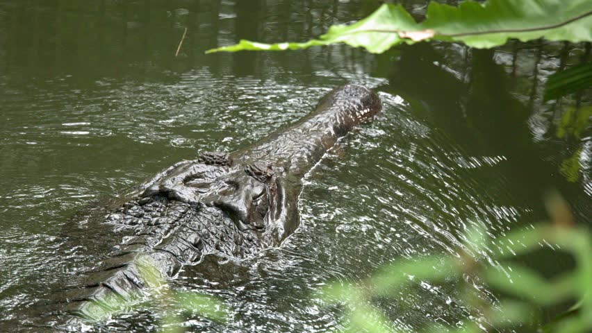 A false gharial swims through murky green water, viewed from above with lush foliage framing