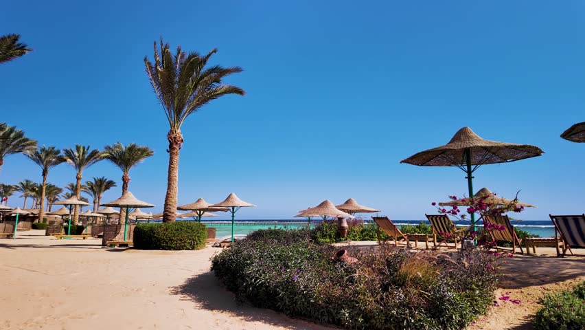 Panoramic view of empty beach in the morning with sun loungers, umbrellas and palms on a sunny day near Marsa Alam in Egypt, Africa