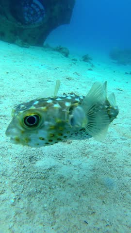 Pufferfish is looking me back 
