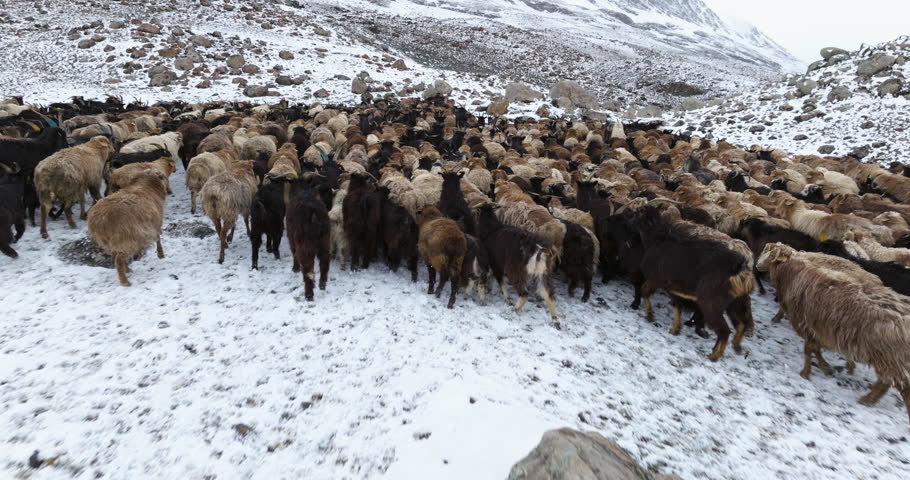 Flock Of Sheep In Altai Mountains Mongolia During Winter - Drone Shot