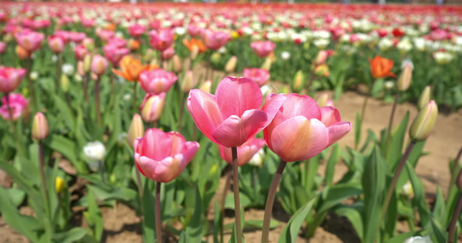 Macro - Spring landscape with pink tulips