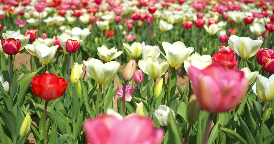 Macro - Spring landscape with white and pink tulips