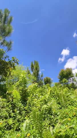 Upward view of pine trees and lush ferns against a vibrant blue sky with fluffy white clouds. Captures a feeling of looking up at nature