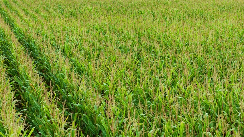Corn field on countryside farmland growing in long green rows. Rural agricultural area with tall corn crops developing in dense aligned lines. Farmland landscape with vibrant maize plants flourishing