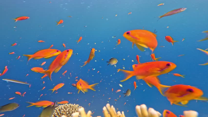 Underwater Colorful Tropical Coral Reef. Coral Garden Seascape. Slow Motion. Red Sea, Egypt. Underwater World Life. Tropical Underwater Seascape. Reef Coral Scene.