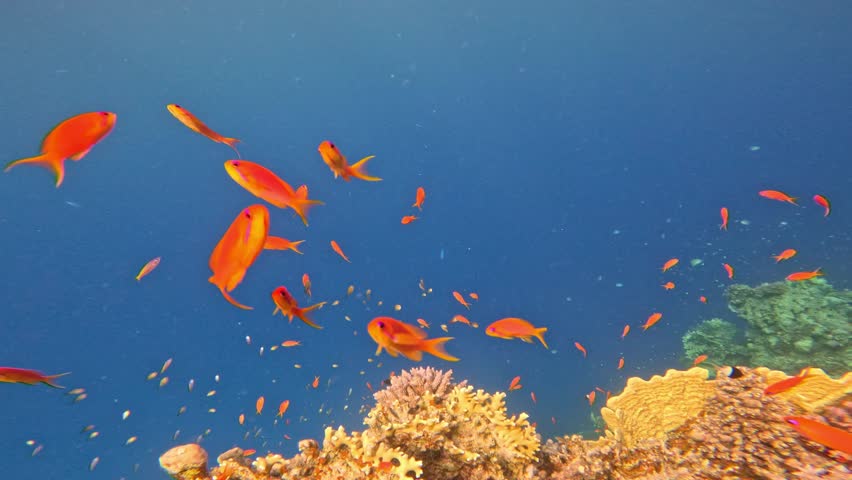 Underwater Colorful Tropical Coral Reef. Coral Garden Seascape. Slow Motion. Red Sea, Egypt. Underwater World Life. Tropical Underwater Seascape. Reef Coral Scene.