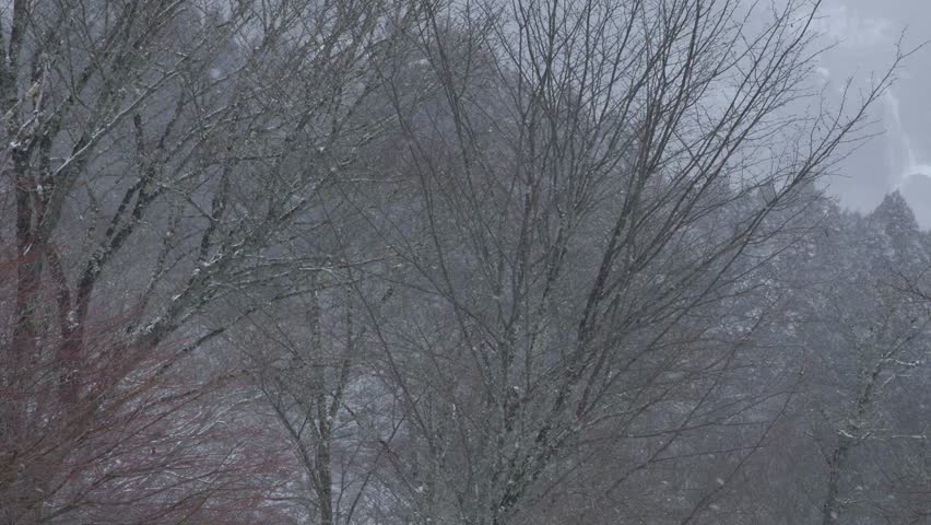 Dramatic Winter Landscape with Heavy Snowfall in the Forest